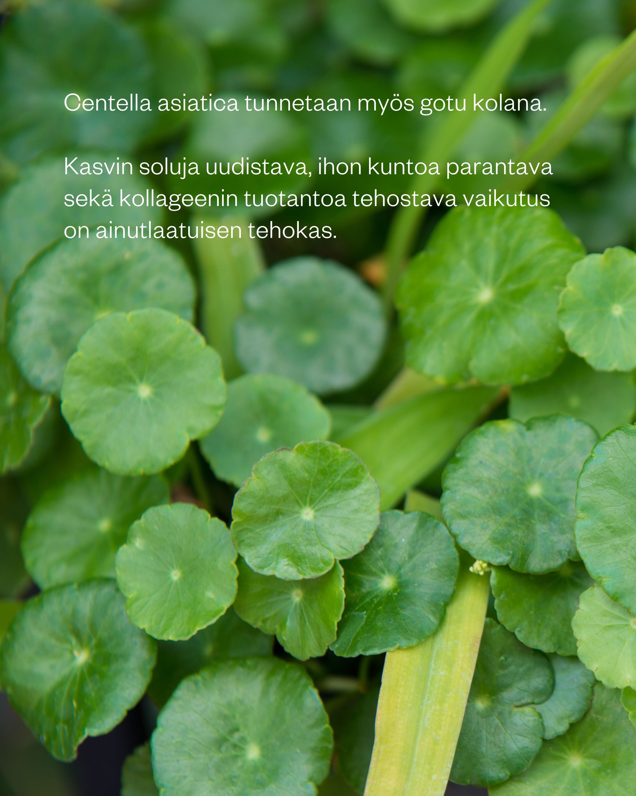 Bilberry & Centella Cream - kasvovoide normaalille ja rasvoittuvalle iholle