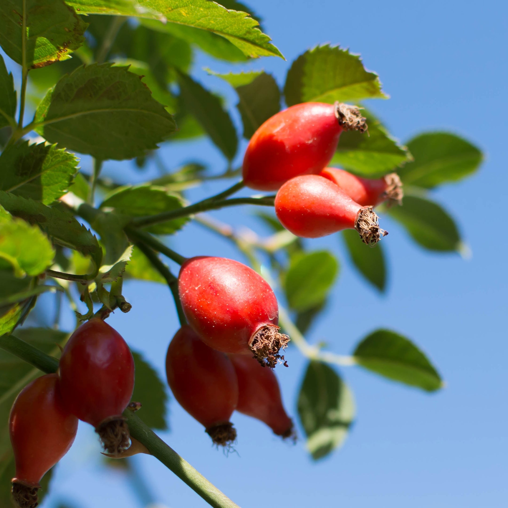 Rosehip Oil ruusunmarjaöljy herkälle ja haasteelliselle iholle