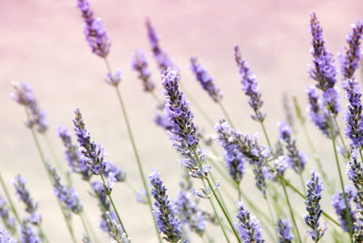 Rauhoittava luomu laventelivesi tyynnyttää ärtyneen ihon ja levottoman mielen