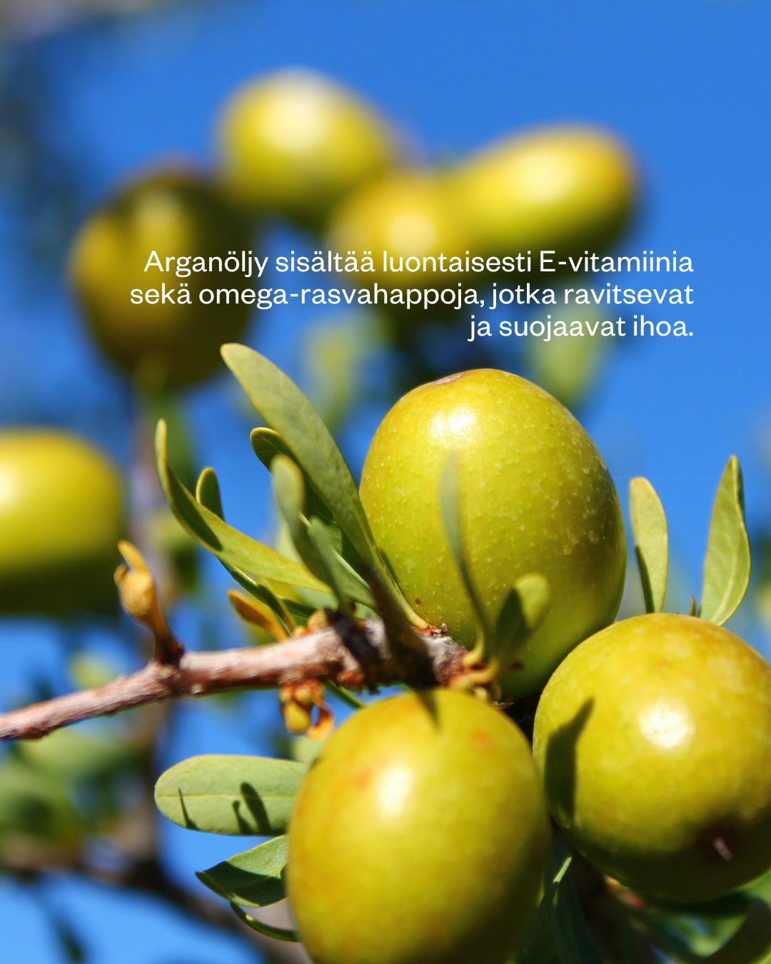 Argan Oil -ihonhoitoöljy kasvoille, vartalolle ja hiuksille (pumpulla). Öljy sopii jokaiselle ihotyypille, erityisesti myös allergia- ja tuoksuherkille, vauvasta vaariin.