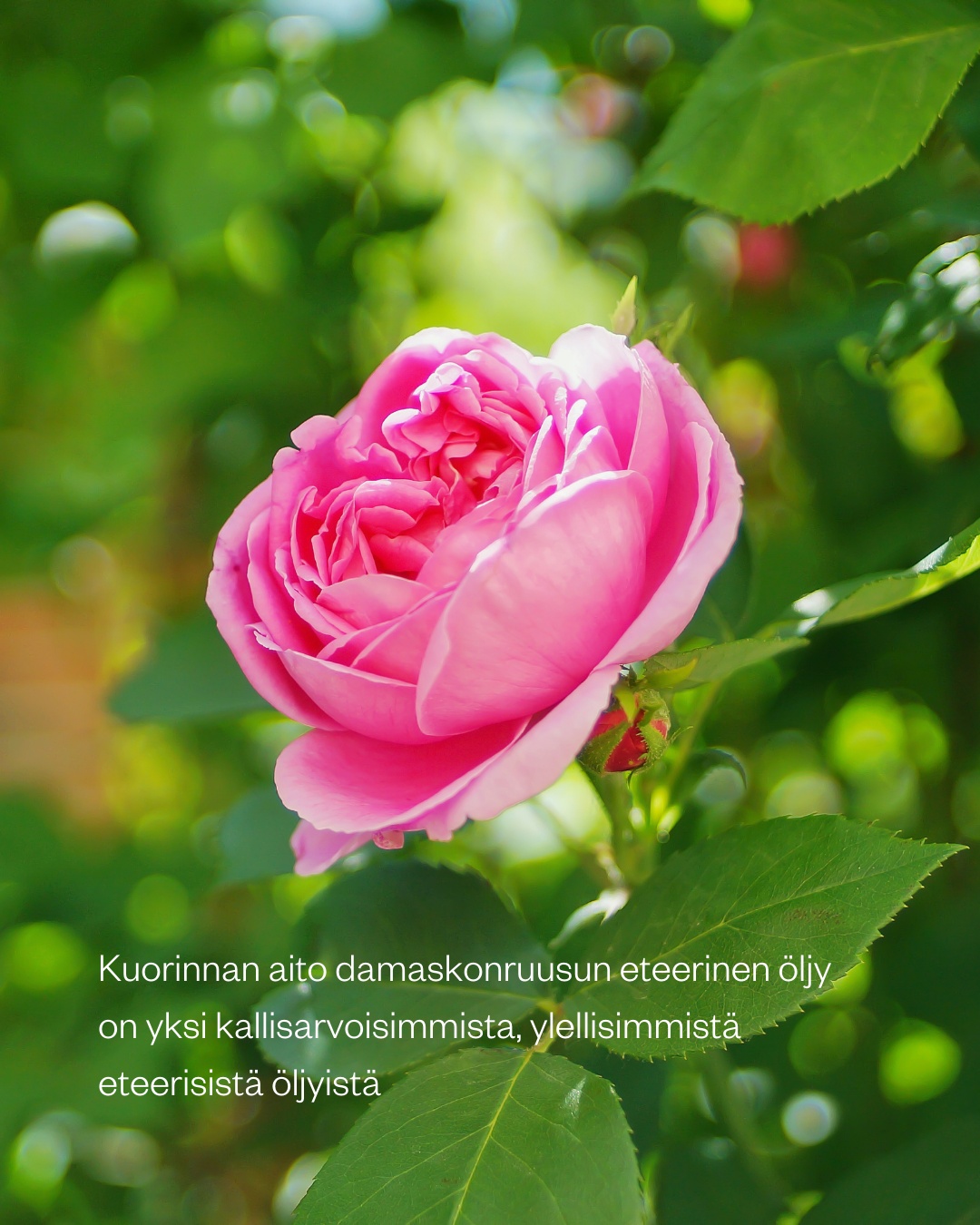 Cardamom Rose -aromaterapeuttinen vartalokuorinta