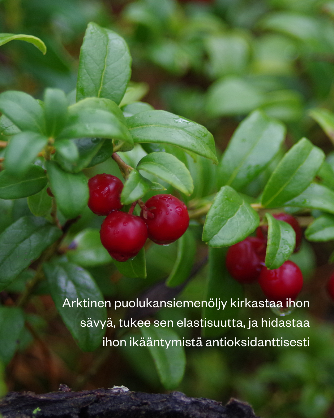 Lingonberry Bright -kuivaöljyseerumi samealle ja liikapigmentoituneelle iholle. Sopii kaikille ihotyypeille.