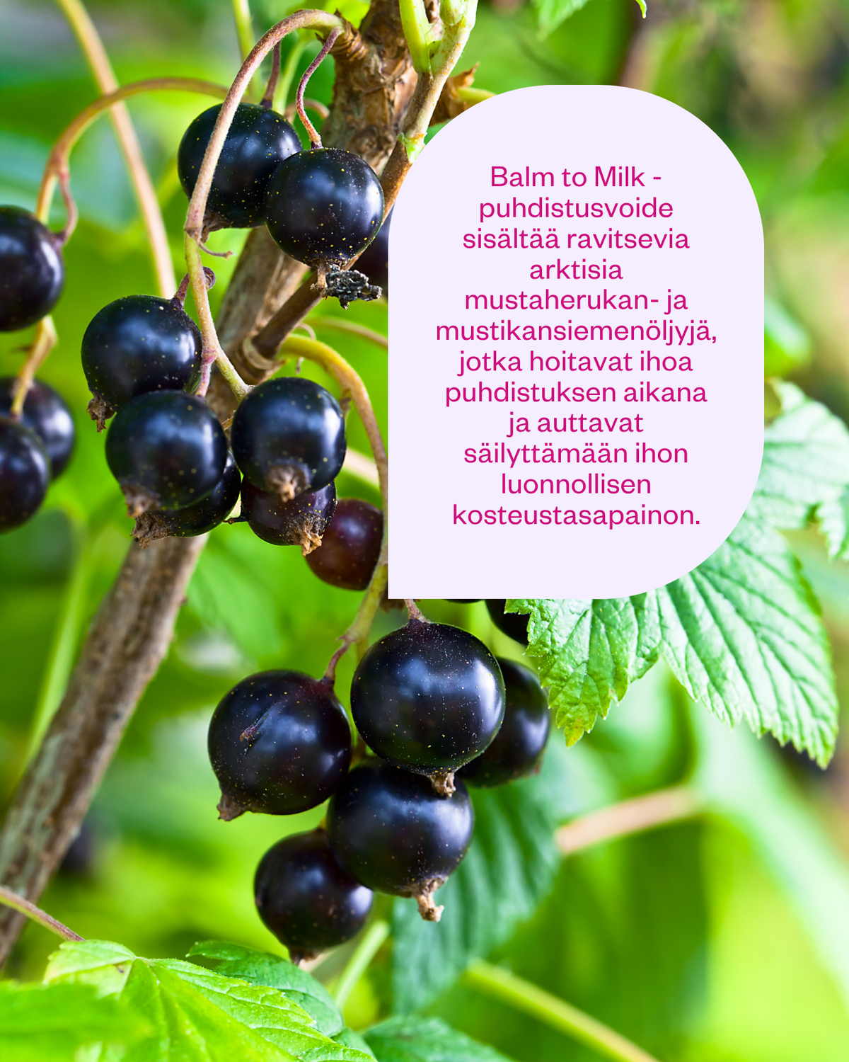 Balm to Milk puhdistusvoide meikinpoistoon kaikille ihotyypeille