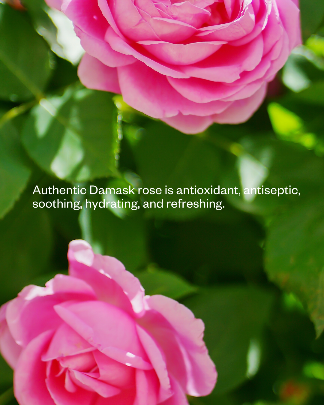 Antioxidant and soothing Damask rose in MINI Rose Flower Water