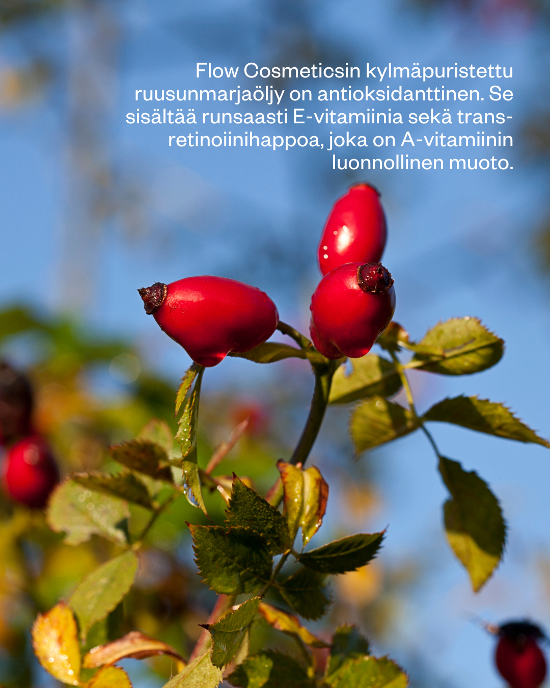 Rosehip Intensive Treatment Oil -hoitoöljy herkälle ja haasteelliselle iholle