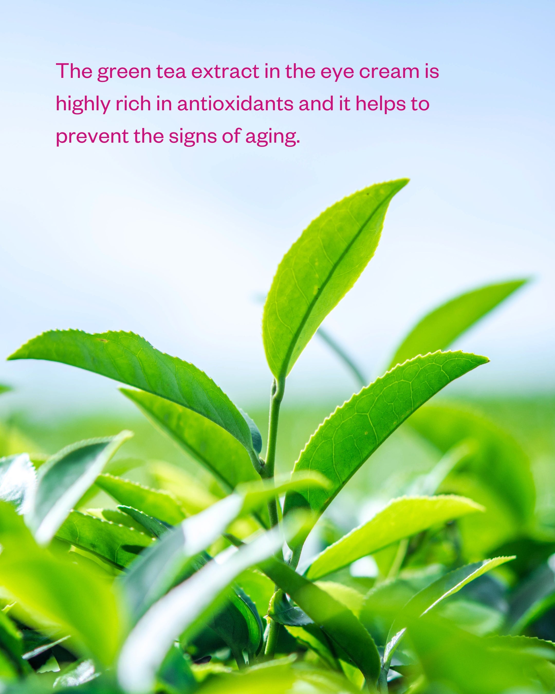 Green Tea & Peptide Eye Cram helps to prevent the signs of aging