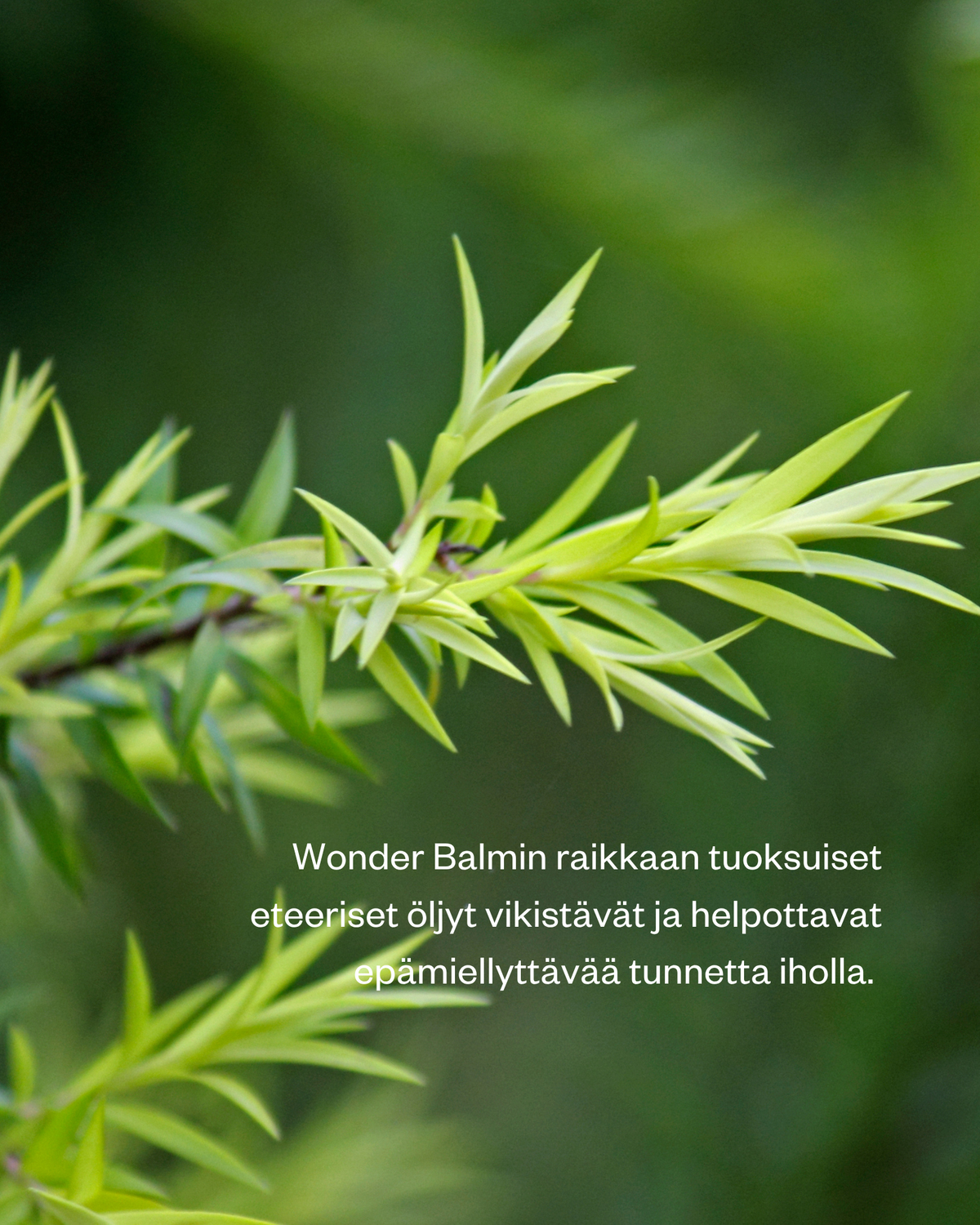 Wonder Balm hoitosalva