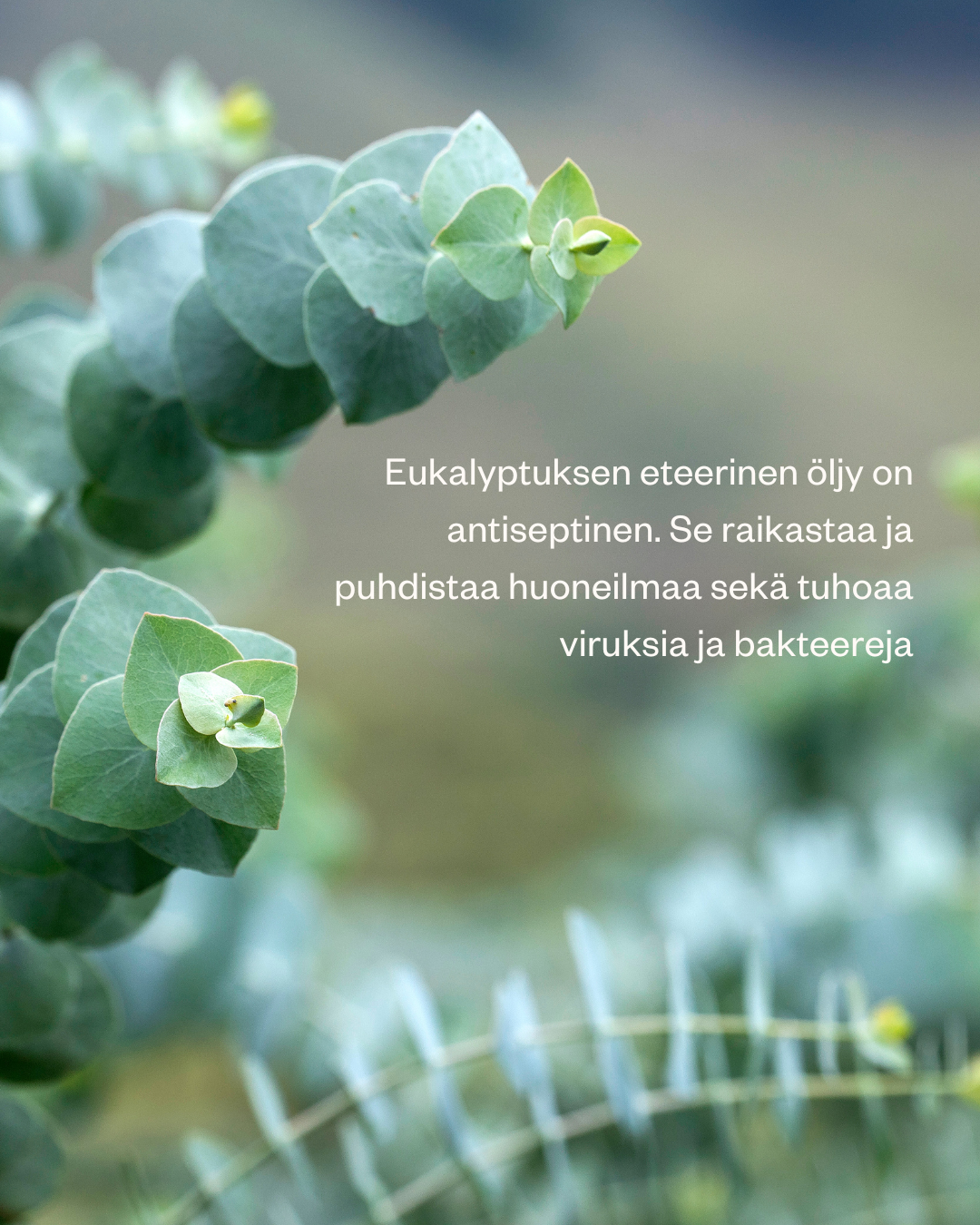 Luomu Eukalyptus (Eucalyptus) Eteerinen Öljy 15ml