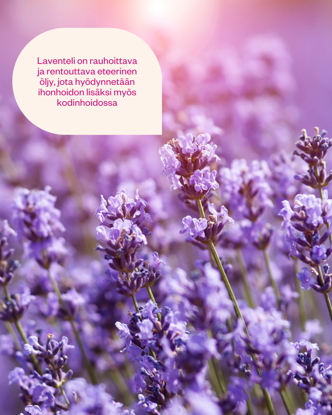 Luomu Laventeli (Lavender) Eteerinen Öljy 15ml