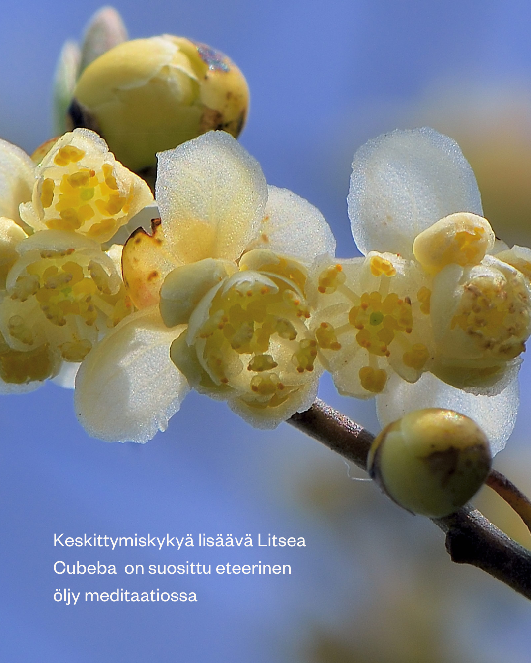 Luomu Litsea Cubeba (tunnetaan myös nimellä May Chang) Eteerinen Öljy 15ml