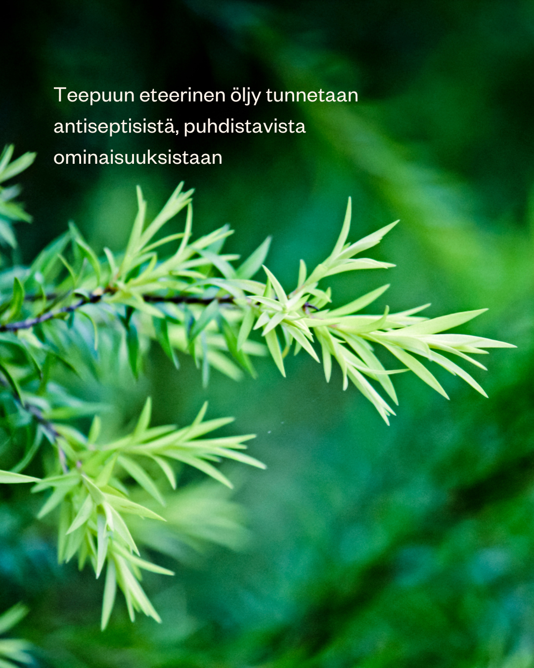 Luomu Teepuu (tea tree) Eteerinen Öljy 15ml